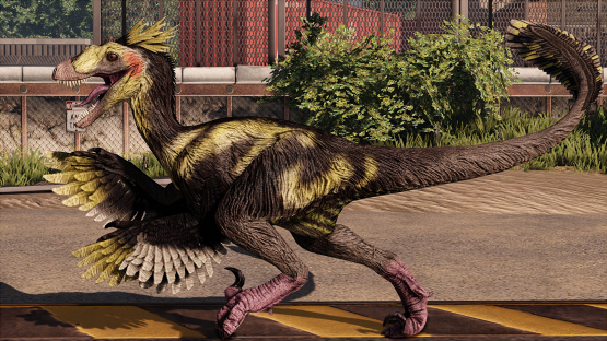 Pied Novaraptor