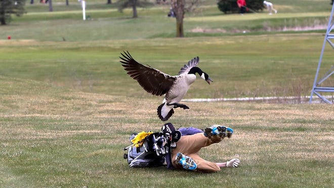 Duck, Duck, Goose