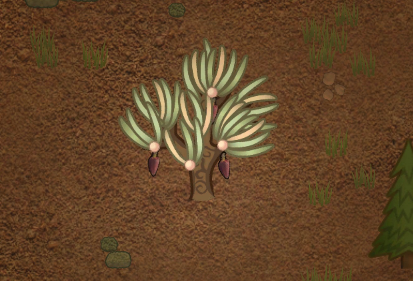 Anima Fruit (The Original)