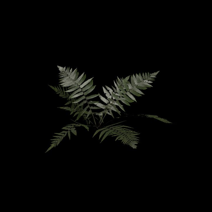 Nature, Plant, Fern 8