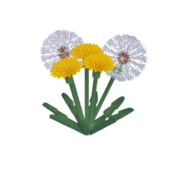 Dandelions