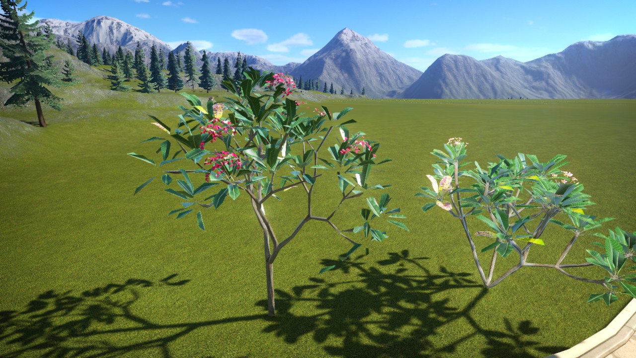 plumeria -02