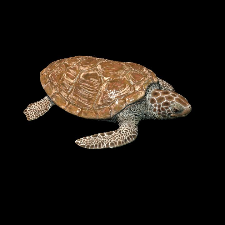 Green Sea Turtle (Animated)