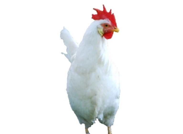 Chicken Portrait Reborn preview