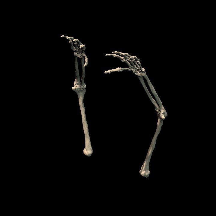 Skeletal arms (pair)