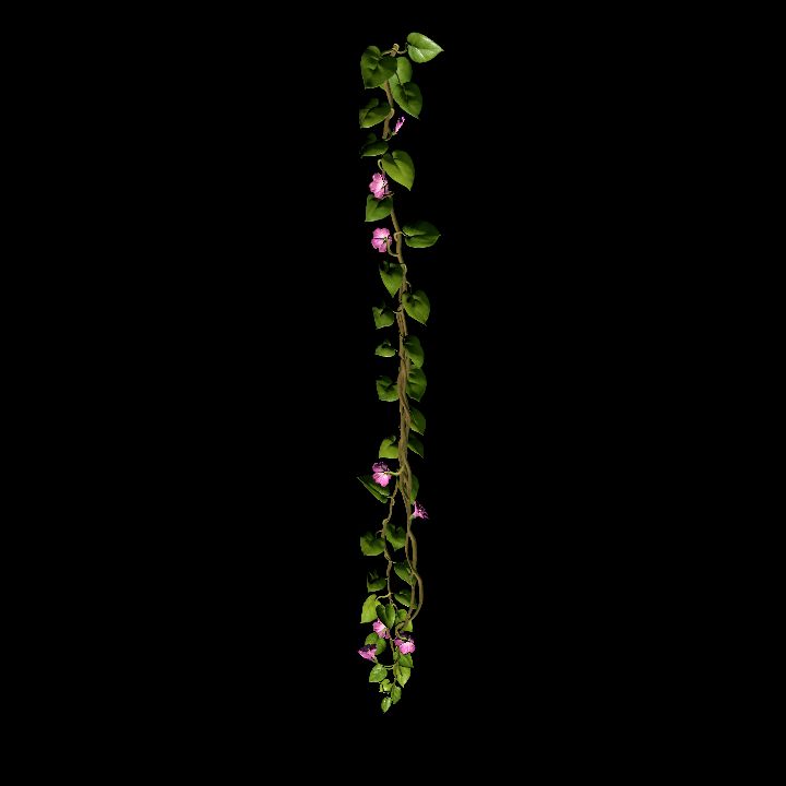 Vine_14