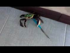 Monsters Except They've Fought Mudcrabs More Fearsome than you
