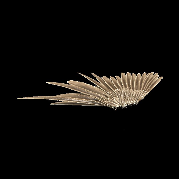 wing feathered 03