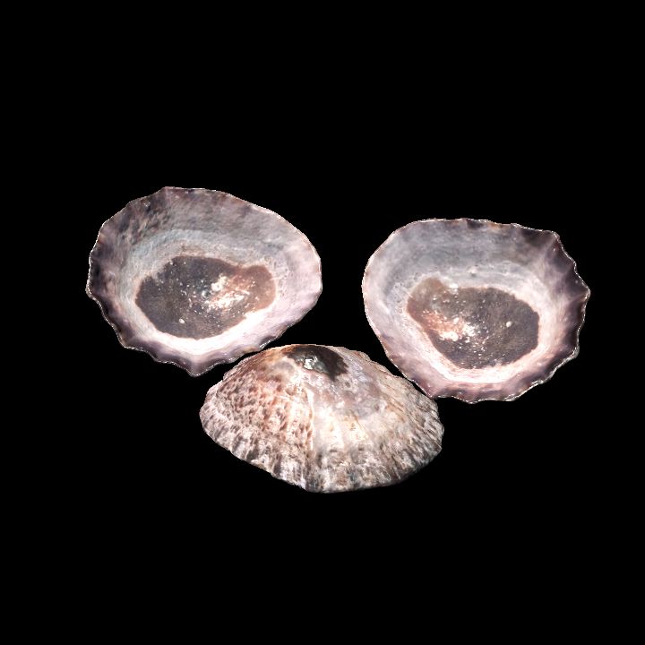 Seashell set of 3