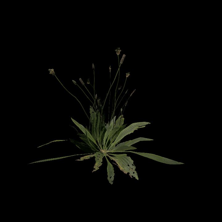 Nature, Plant 3