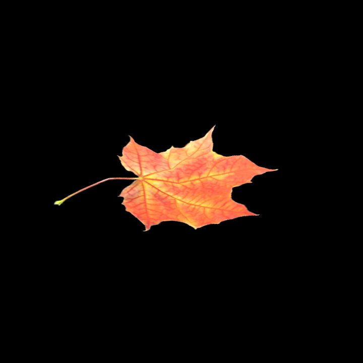 Nature, Leaf, Fall 4