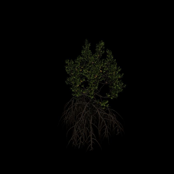 Mangrove_4