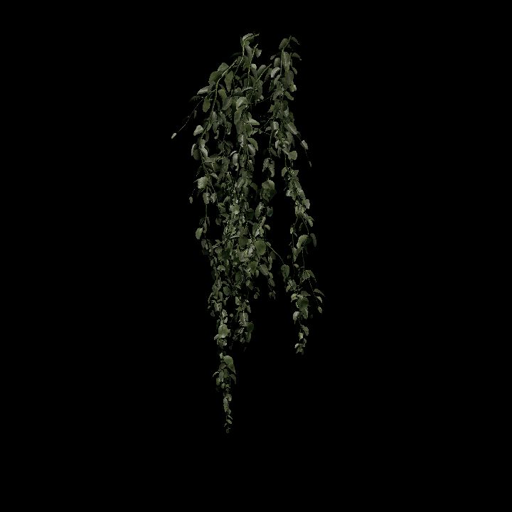 Nature, Plant, Vine, Wall 5