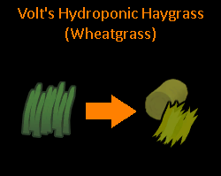Hydroponic Haygrass