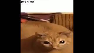 gwagwa