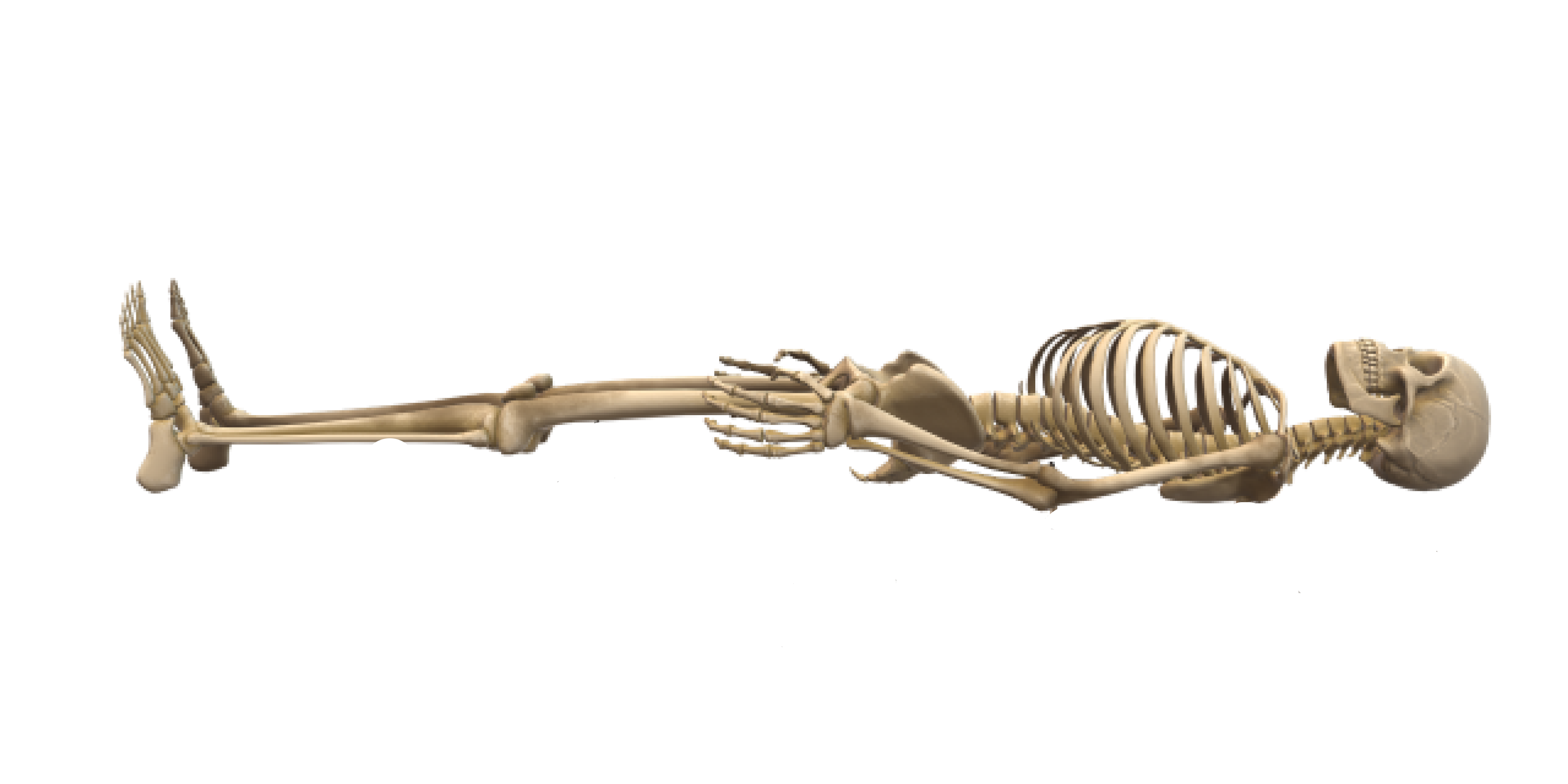 Skeleton BLDG
