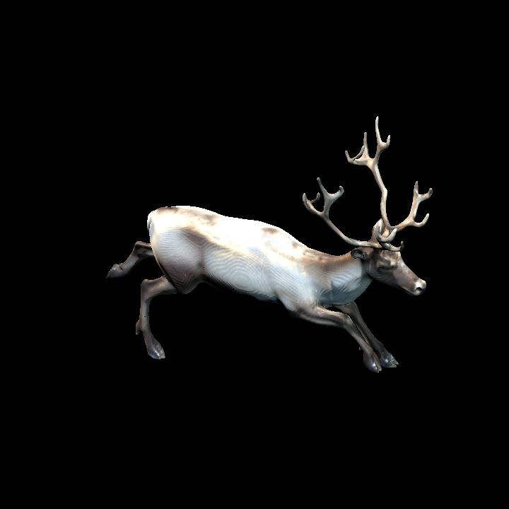 reindeer
