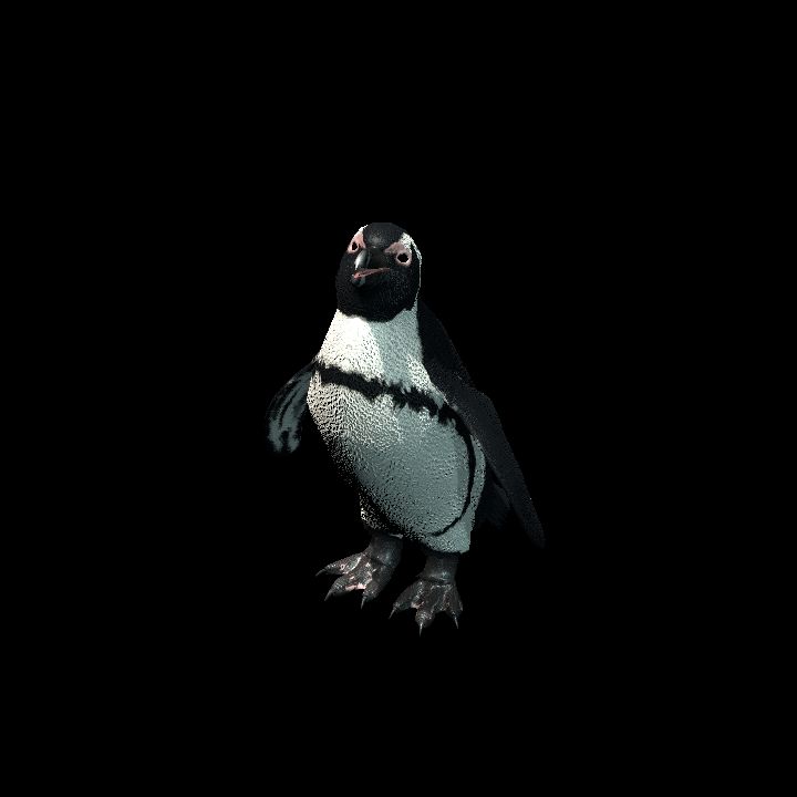 African Penguin - animated