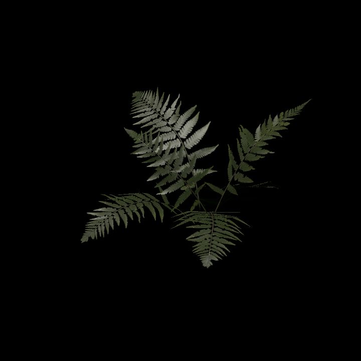 Nature, Plant, Fern 6