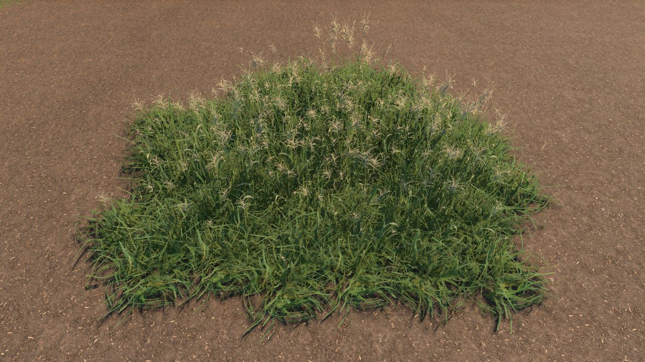 Digitaria Grass Bundle