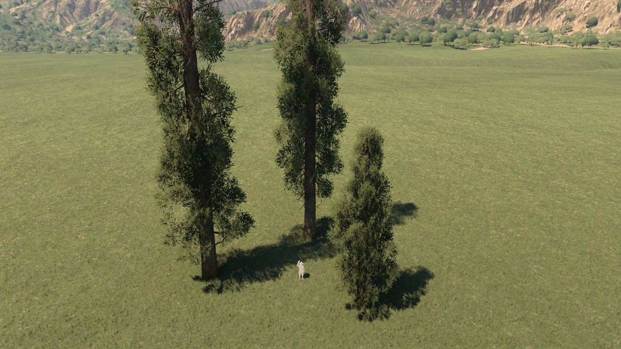Large Cypresses