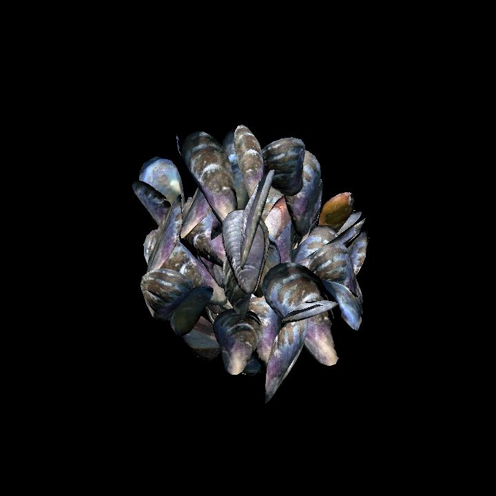 SM_Mussel_Group_