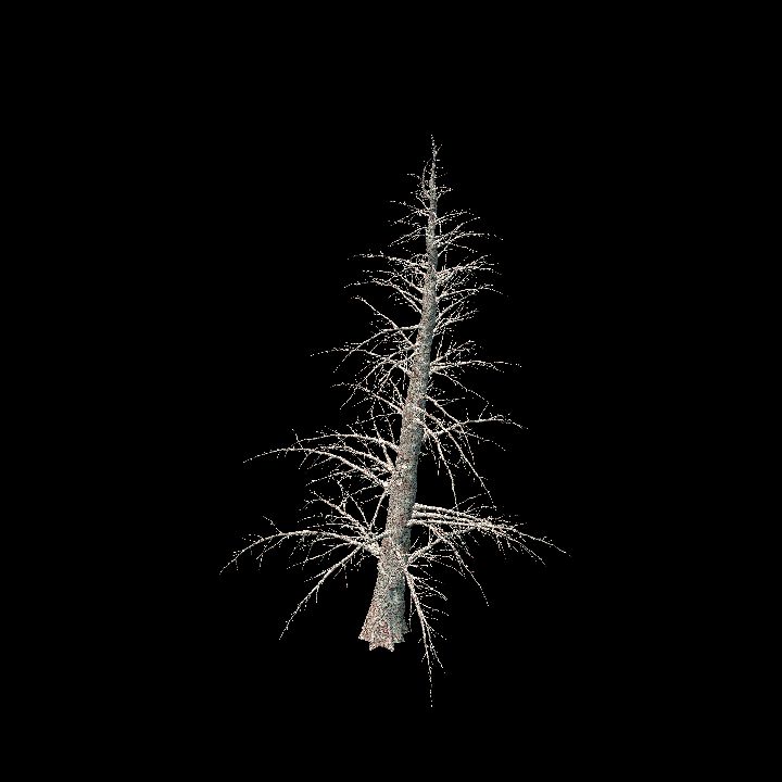 Nature, Tree, Bare 13