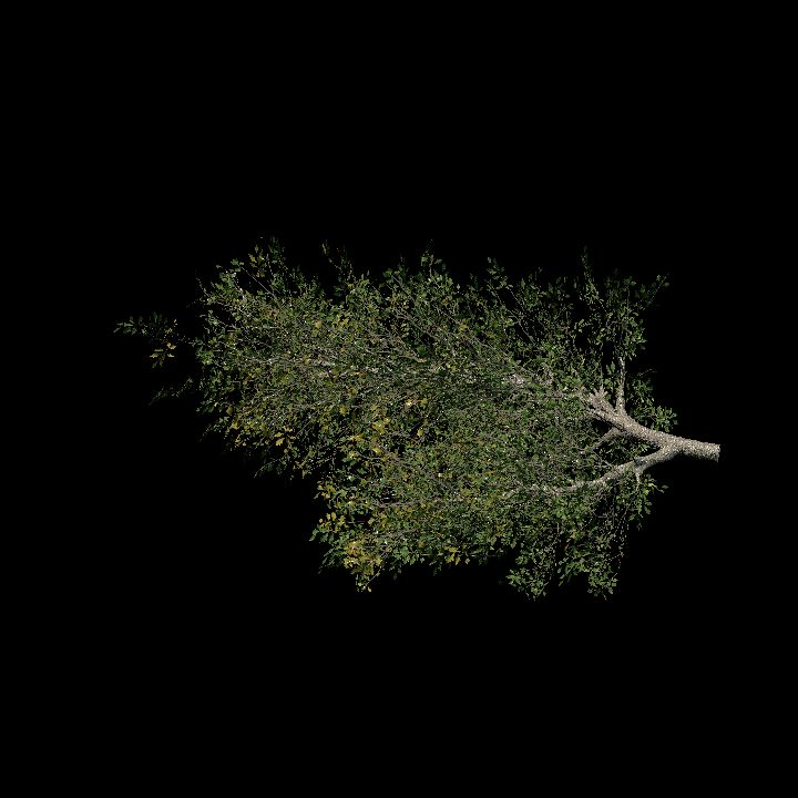 Tree Branch 90