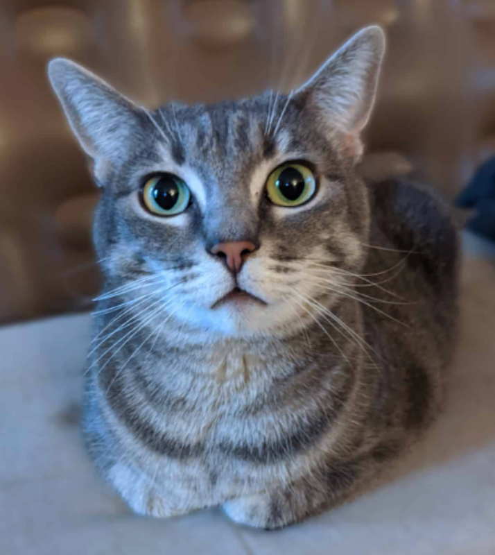 my tuff cat