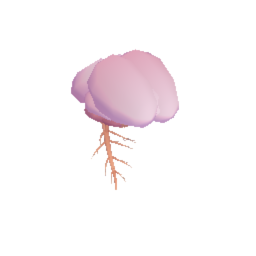 Brain w/ Nerves
