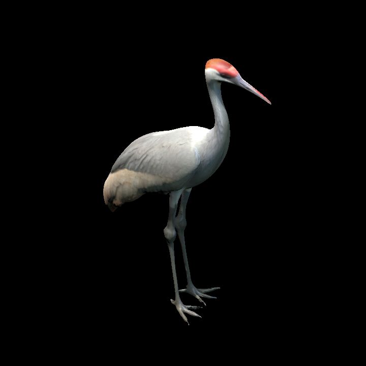 Sandhill Crane