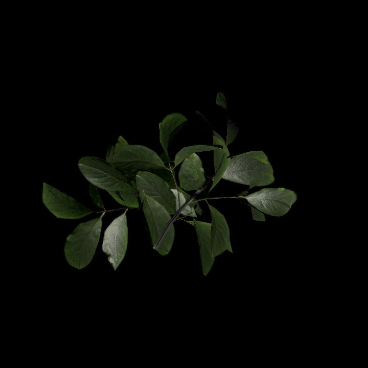 Nature, Plant, Greater Burdock 9
