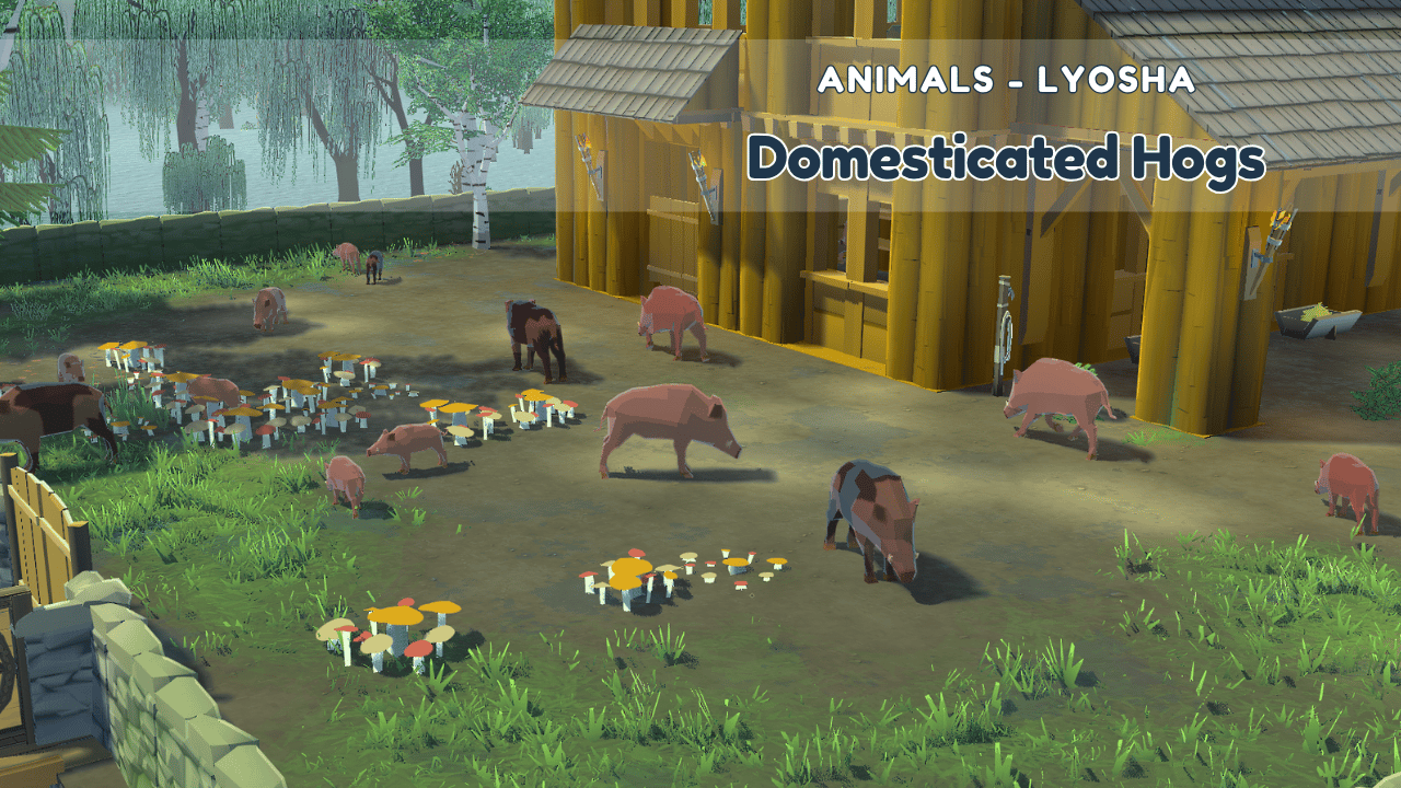 Animals - Domesticated Hog