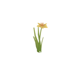 daffodill