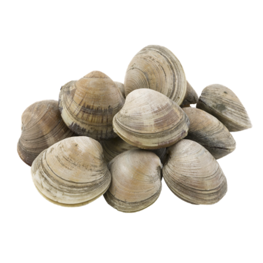 clams