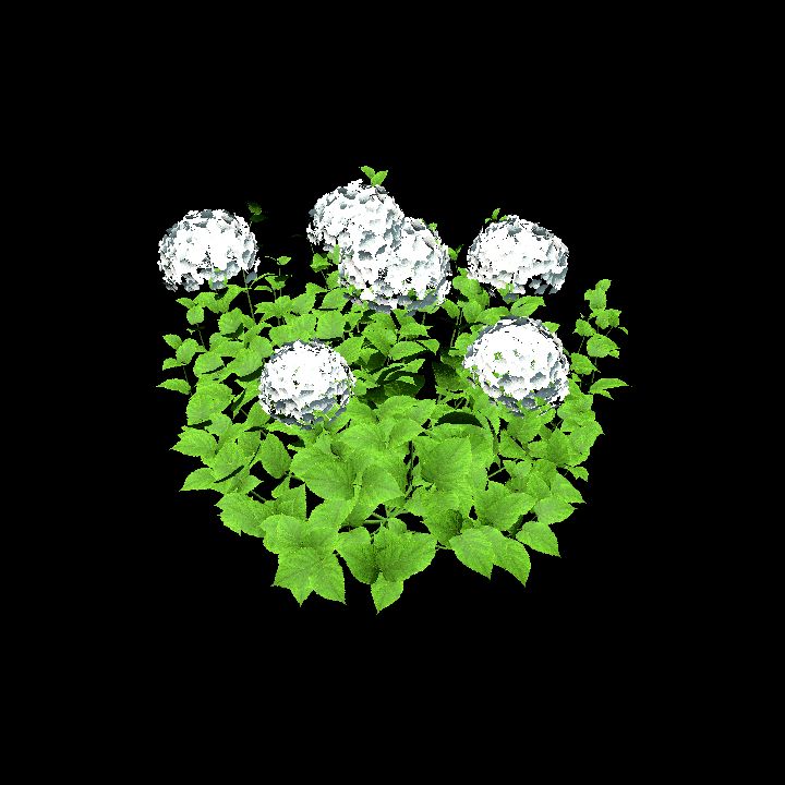 HydrangeaWhite