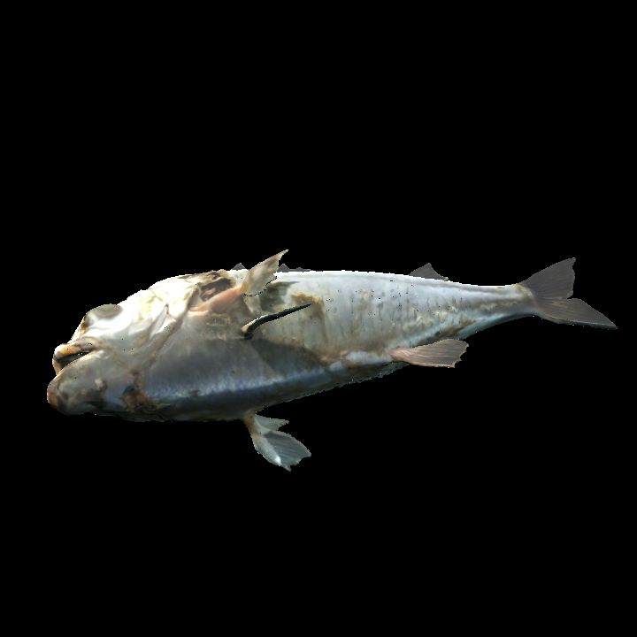 Rotting fish on side 2