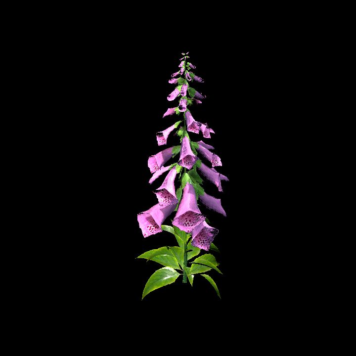Foxglove Light Pink