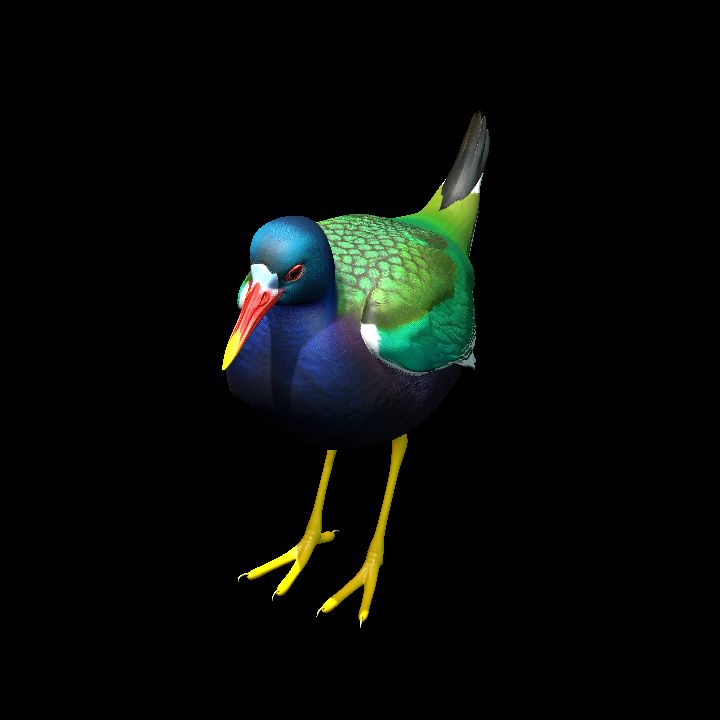 Purple Gallinule