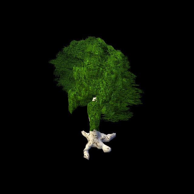 Birch