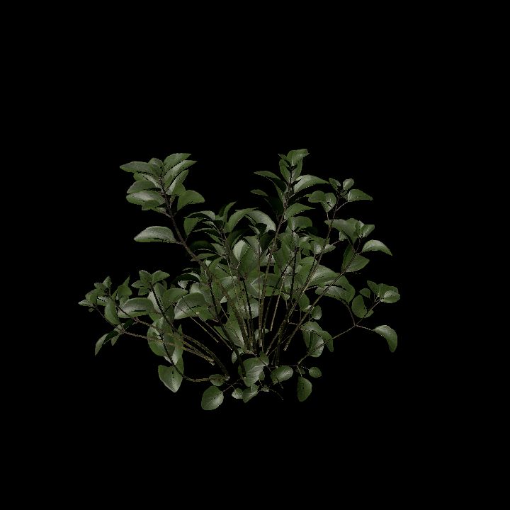 Nature, Plant, Oregano 2