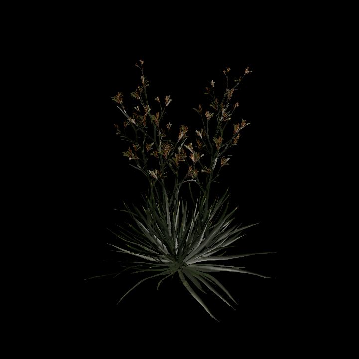 Nature, Plant, Kangaroo Paw 7
