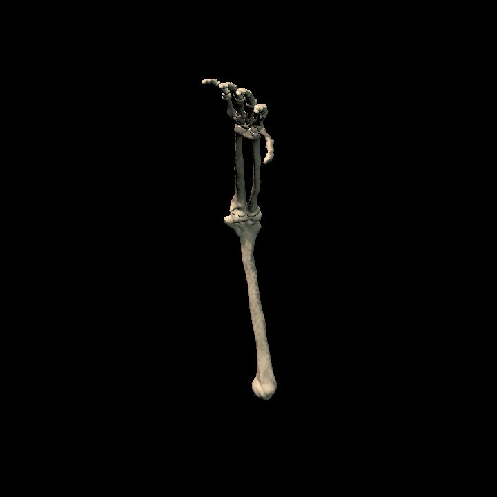 Skeletal arm (right)