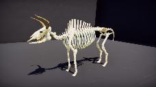 Aurochs Skeleton (Bos primigenius)