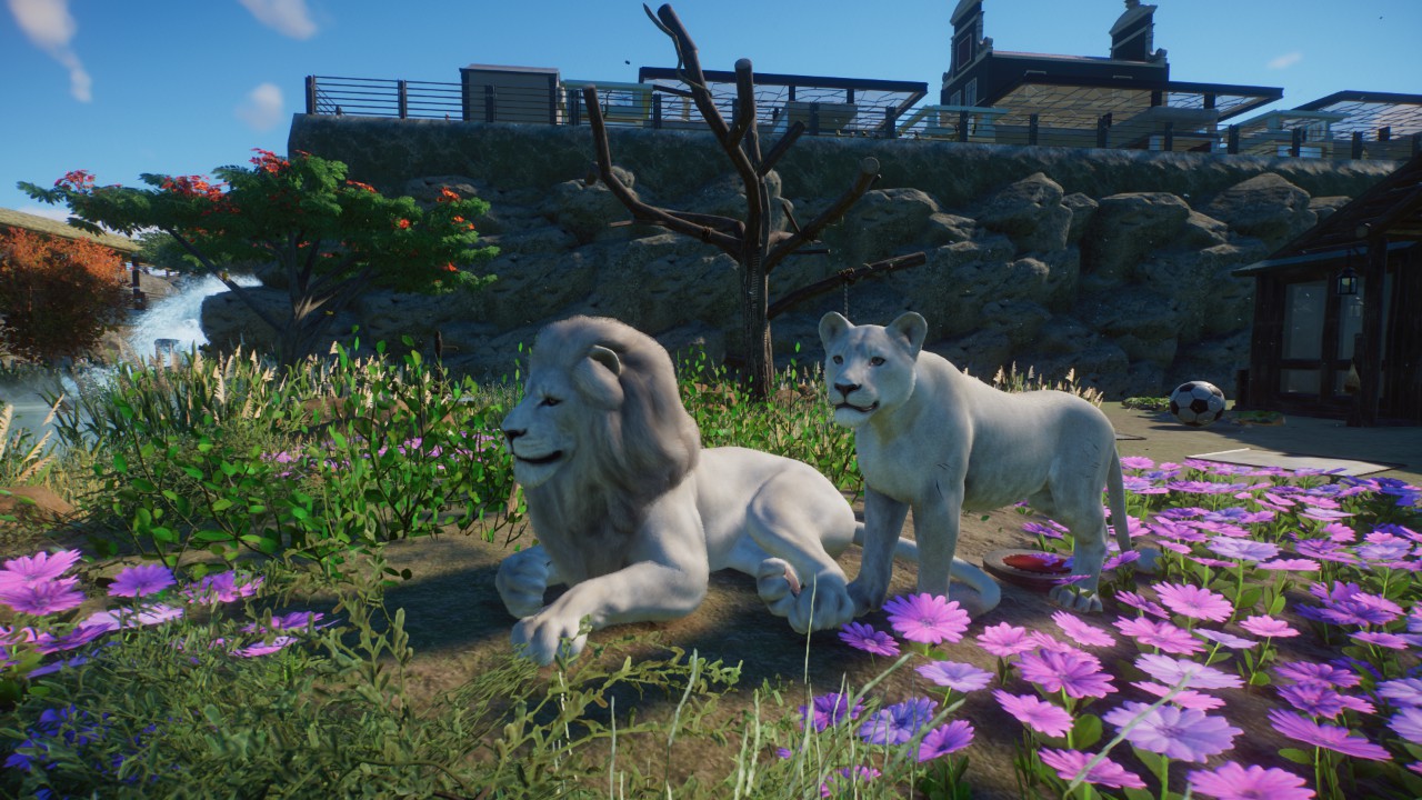 Lion Habitat