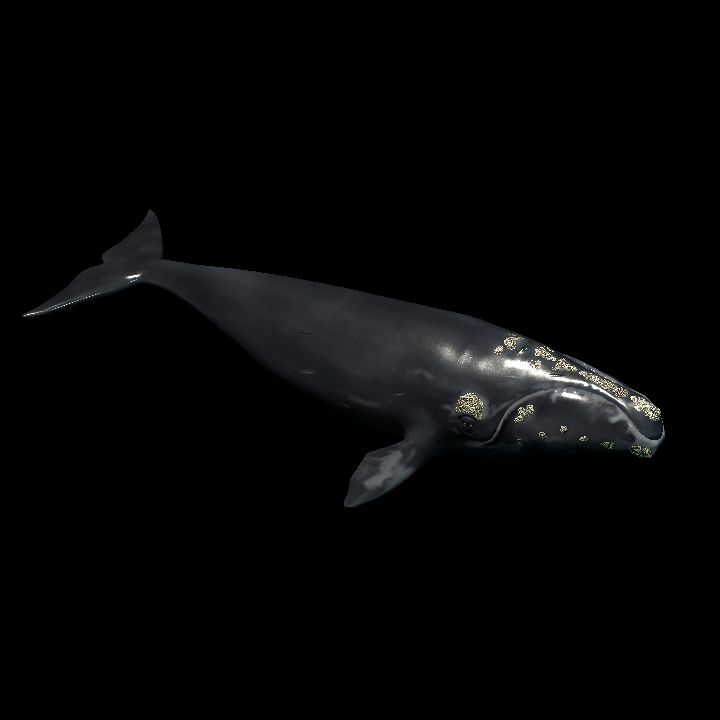 North Atlantic Baleen Whale