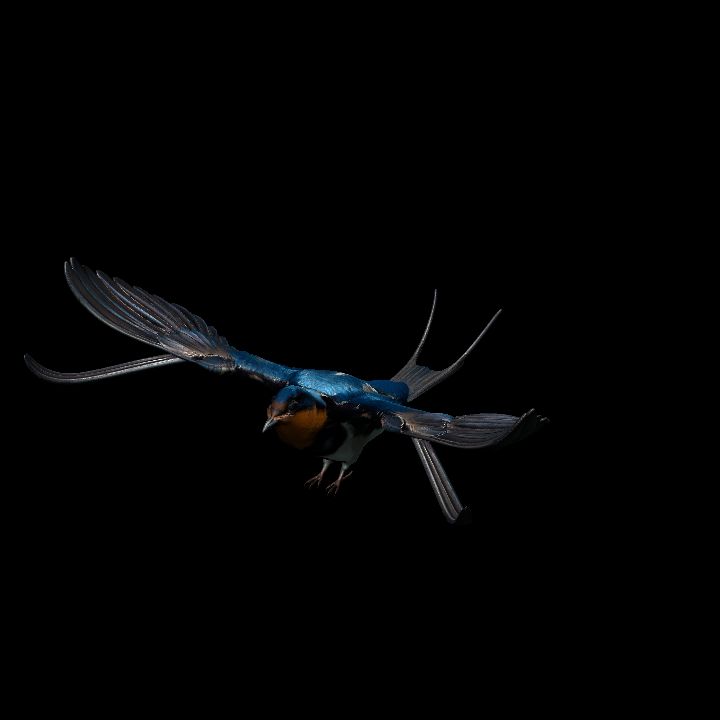 Barn Swallow