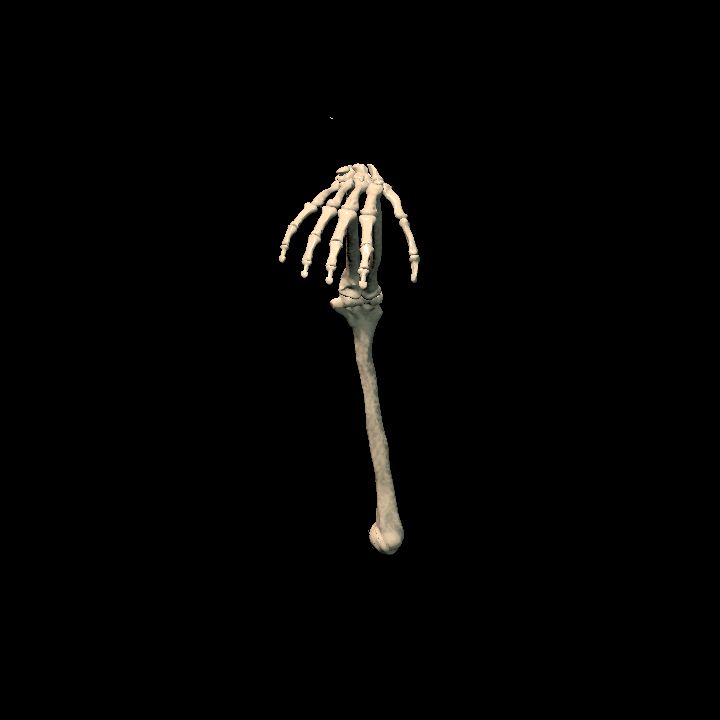 Skeletal arm (right bent)