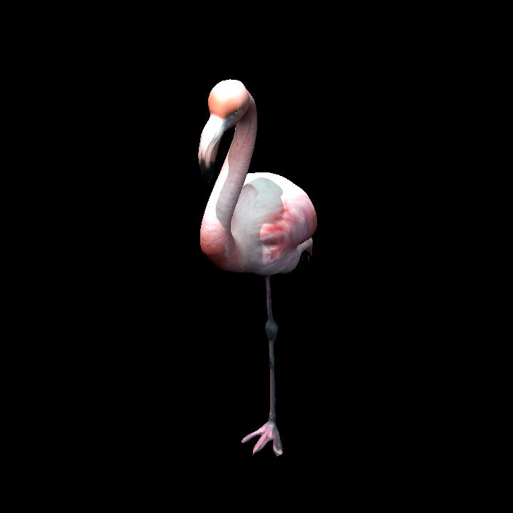 Flamingo2