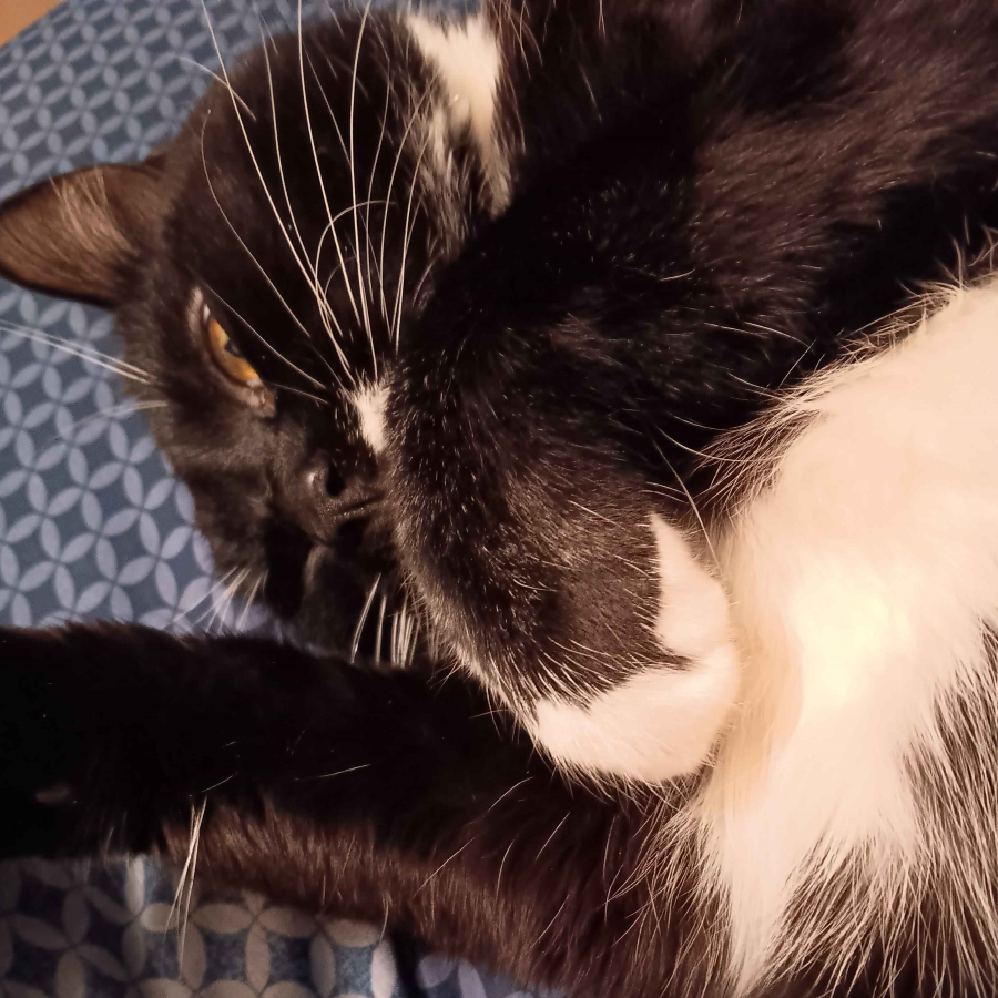 UnlimitedNuzzles